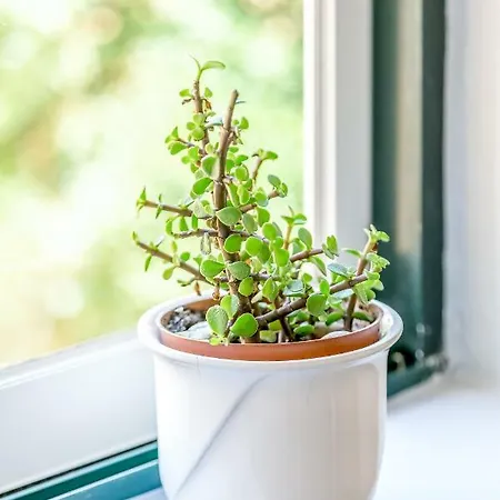 شقة Alfama Spacious And Amazing Apartment, By Timecooler Lisboa